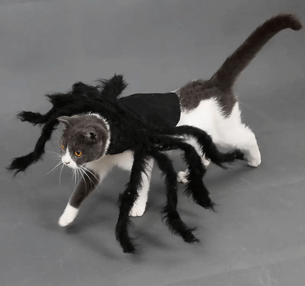 Halloween Spider Costume for Pets